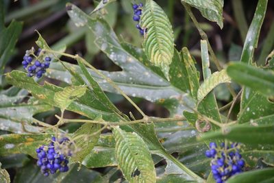 Palicourea cyanococca, photographed by Norman Salazar Arguedas