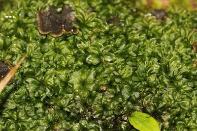 Plagiomnium ciliare, photographed by Quinten Wiegersma
