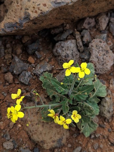 Erucastrum canariense, photographed by Denys Vynokurov