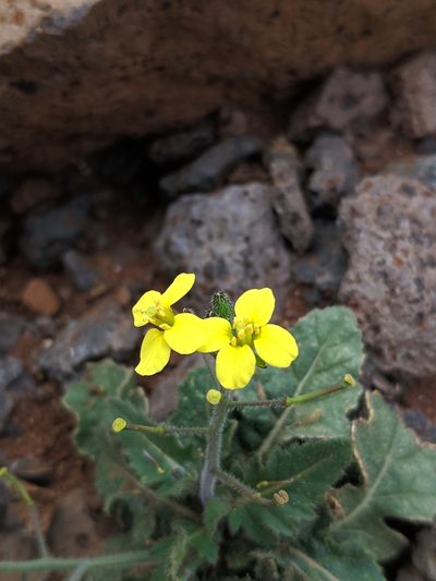 Erucastrum canariense, photographed by Denys Vynokurov