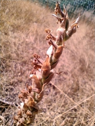 Dichromanthus michuacanus, photographed by Robert Martin