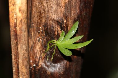 Oberonia complanata, photographed by Greg Tasney