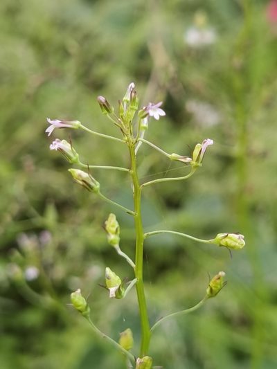 Lobelia xalapensis, photographed by Eduardo Chacón Madrigal