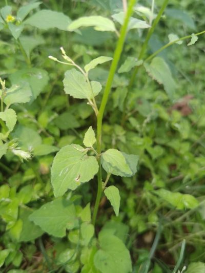 Lobelia xalapensis, photographed by Eduardo Chacón Madrigal