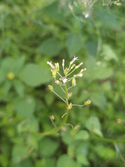 Lobelia xalapensis, photographed by Eduardo Chacón Madrigal