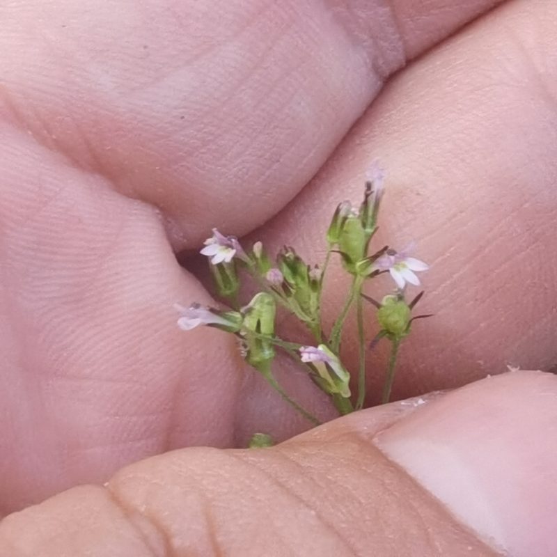 Lobelia xalapensis, photographed by Eduardo Chacón Madrigal