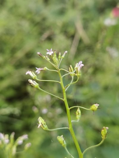 Lobelia xalapensis, photographed by Eduardo Chacón Madrigal