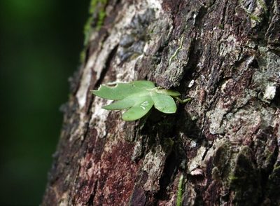 Oberonia complanata, photographed by Greg Tasney