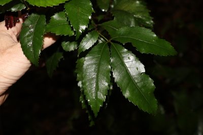 Pseudoweinmannia lachnocarpa, photographed by Greg Tasney