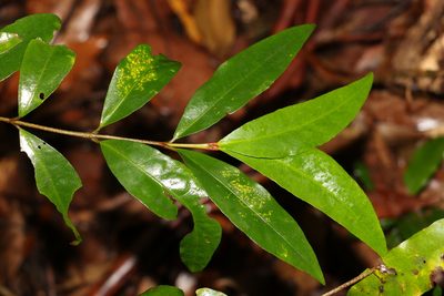 Austrobuxus swainii, photographed by Greg Tasney