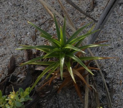 Cyperus pedunculatus, photographed by Brian White
