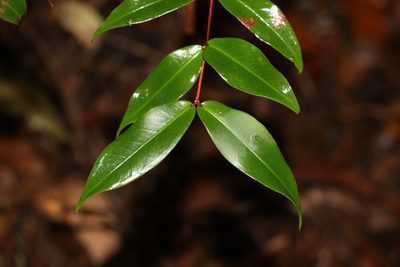 Pilidiostigma glabrum, photographed by Greg Tasney