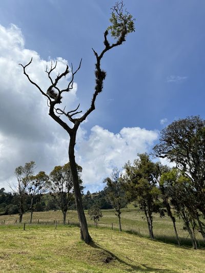 Cedrela montana, photographed by Nicolás Baresch Uribe