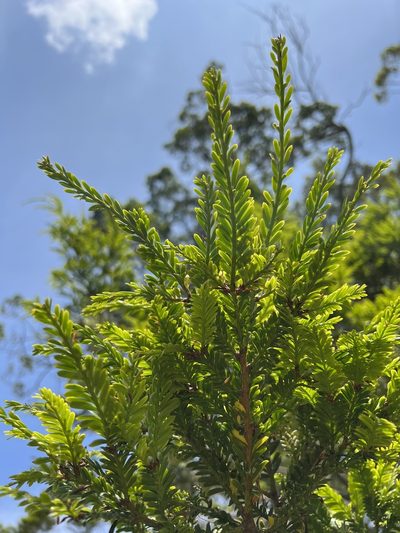 Prumnopitys montana, photographed by Nicolás Baresch Uribe