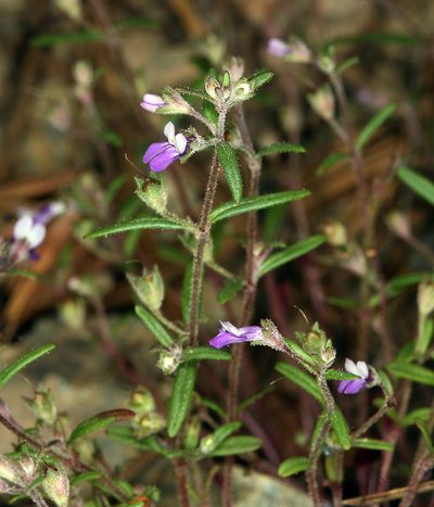 Collinsia rattanii, photographed by Steve Matson