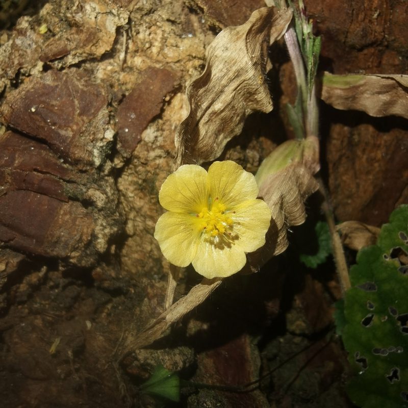 Sida repens, photographed by Eduardo Chacón Madrigal