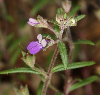 Collinsia rattanii, photographed by Steve Matson