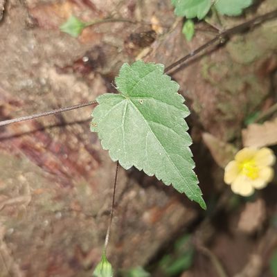 Sida repens, photographed by Eduardo Chacón Madrigal