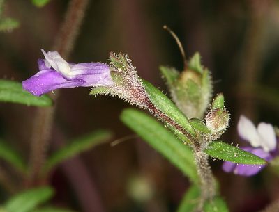 Collinsia rattanii, photographed by Steve Matson