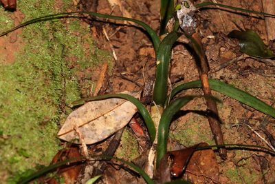 Freycinetia excelsa, photographed by Greg Tasney