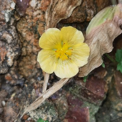 Sida repens, photographed by Eduardo Chacón Madrigal