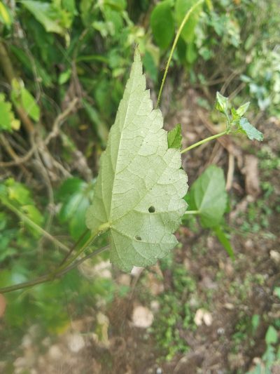 Sida repens, photographed by Eduardo Chacón Madrigal