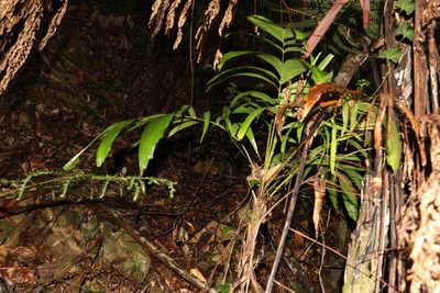 Linospadix monostachyus, photographed by Greg Tasney