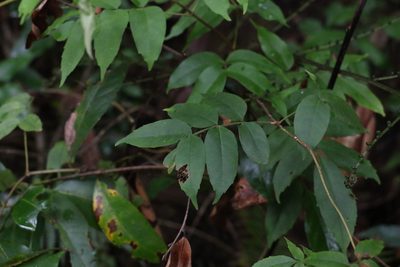 Pandorea baileyana, photographed by Greg Tasney