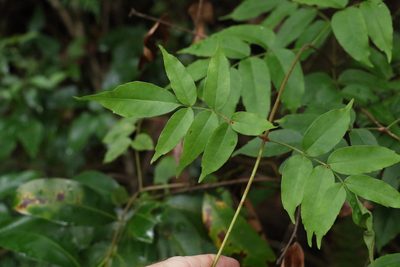 Pandorea baileyana, photographed by Greg Tasney