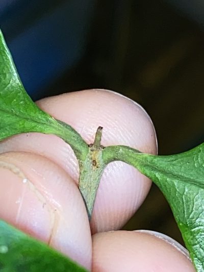 Syzygium hodgkinsoniae, photographed by Greg Tasney