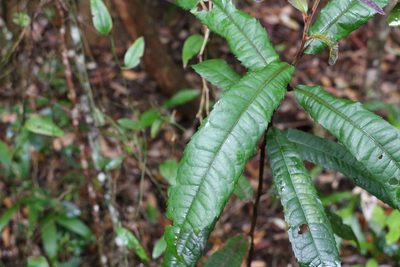 Helicia ferruginea, photographed by Greg Tasney