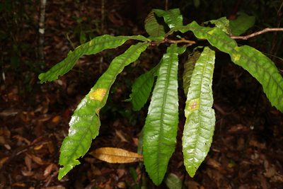 Helicia ferruginea, photographed by Greg Tasney