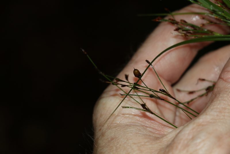 Exocarya scleroides, photographed by Greg Tasney
