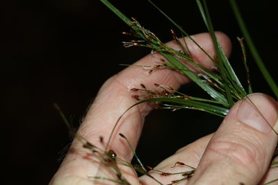 Exocarya scleroides, photographed by Greg Tasney