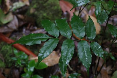 Pandorea baileyana, photographed by Greg Tasney