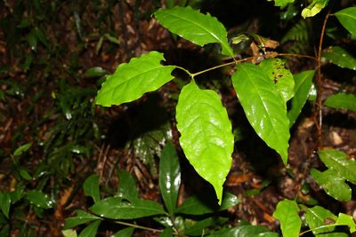 Syzygium hodgkinsoniae, photographed by Greg Tasney