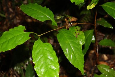 Syzygium hodgkinsoniae, photographed by Greg Tasney