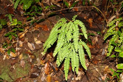 Adiantum silvaticum, photographed by Greg Tasney