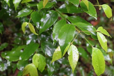 Daphnandra tenuipes, photographed by Greg Tasney