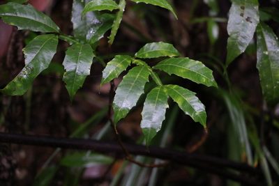 Harpullia alata, photographed by Greg Tasney