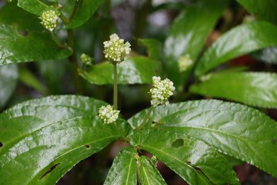 Elatostema reticulatum, photographed by Greg Tasney