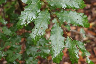 Cupaniopsis newmanii, photographed by Greg Tasney