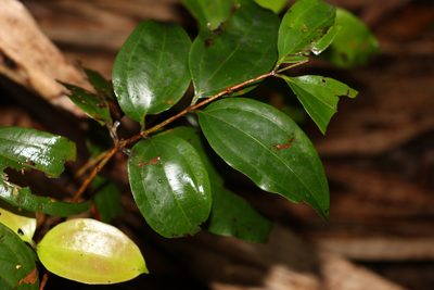 Rhodamnia argentea, photographed by Greg Tasney