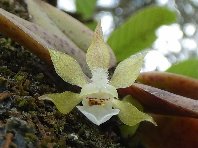Trichocentrum capistratum, photographed by Kai Squires