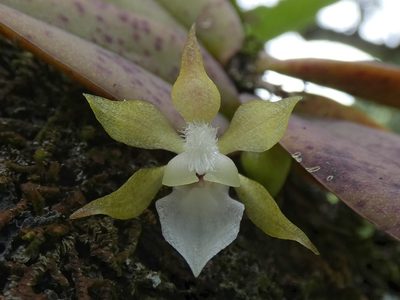 Trichocentrum capistratum, photographed by Kai Squires