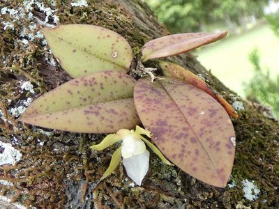 Trichocentrum capistratum, photographed by Kai Squires