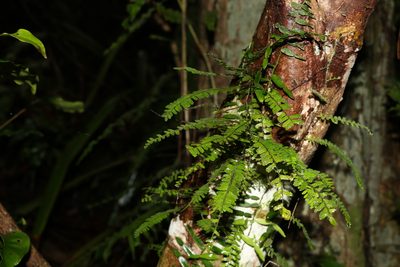 Arthropteris beckleri, photographed by Greg Tasney