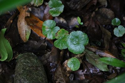 Hydrocotyle pedicellosa, photographed by Greg Tasney