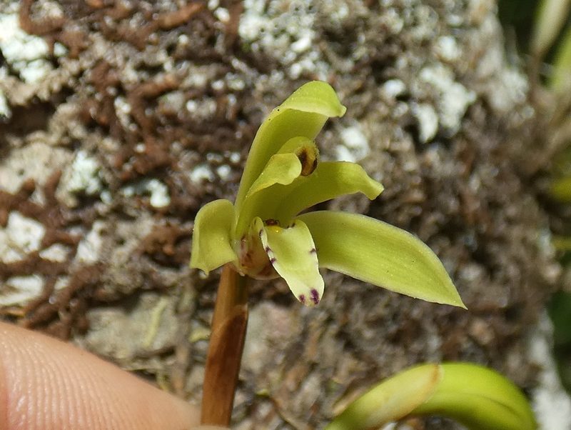Maxillaria scorpioidea, photographed by Kai Squires