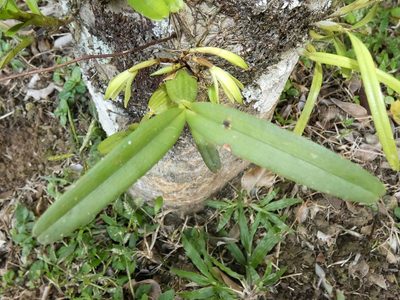 Maxillaria scorpioidea, photographed by Kai Squires